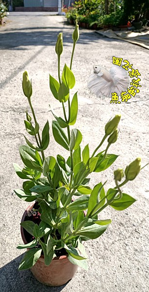 顏色不知 隨機出貨 5吋盆 西洋桔梗花盆栽桔梗花 半日照佳 多年生 季節限定 數量極少 Yahoo奇摩超級商城 Line購物