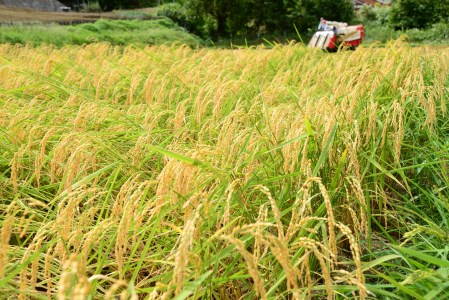  令和5年度 新米 里山新見のめぐみ コシヒカリ 5kg×6ヶ月連続