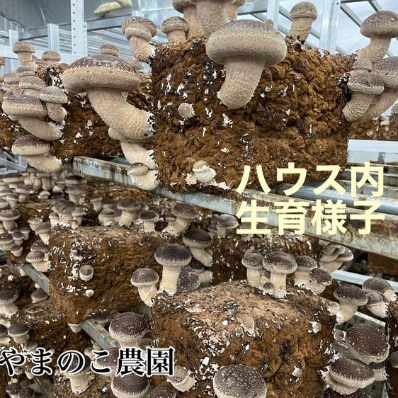 野菜 きのこ 徳島県産　200本に1本しか収穫できない特選しいたけ　クール 産地直送