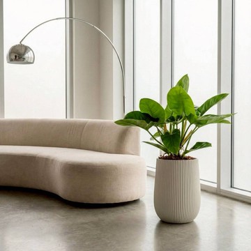 綠帝王落地盆栽 直條紋湛白圓盆 落地盆栽禮 開幕送禮 植栽