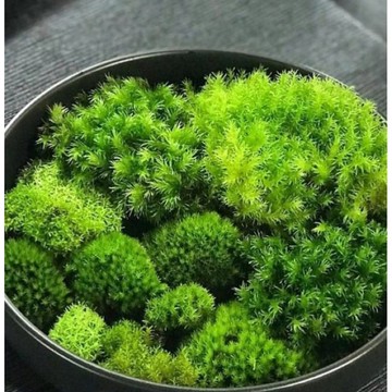 苔鑽🍀稀有苔蘚綜合包：大檜蘚.金髮苔.白髮苔.地錢.叢苔.默絲.曲毛苔.大灰蘚.熱澤苔.羽苔青苔10種以上（微景觀可用）