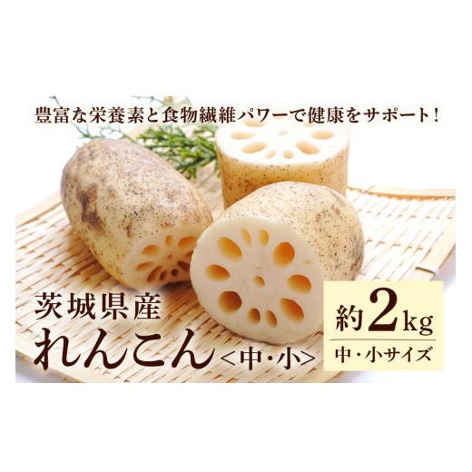 ふるさと納税 茨城県 小美玉市 れんこん（中・小サイズ） 2kg 51-C (8月上旬以降順次発送予定)