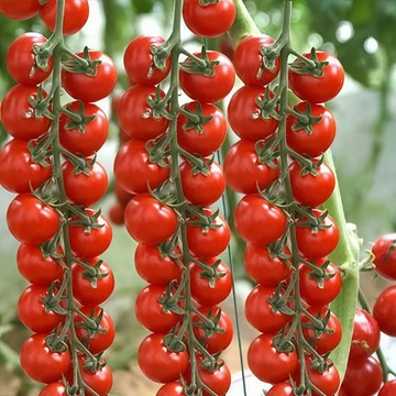 青禾園藝（千禧番茄種子）FQ-48🍅瀑布蕃茄小聖女果結果多甜度高~多年生櫻桃番茄四季播種果菜蔬菜種子#tomato