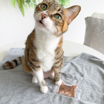 訂製寵物居家服 | 拼接網紗記憶柔棉毛圈上衣 | Meowmory 客製款