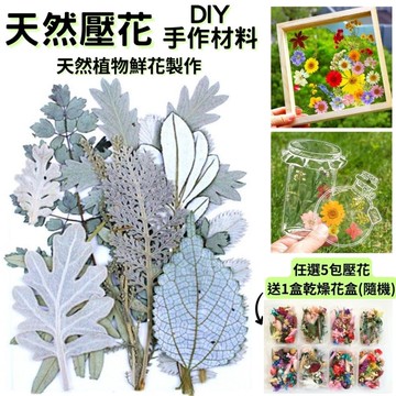 【A-ONE】雪白森林壓花材料包 乾燥花書籤 乾燥壓花 DIY 樹葉 乾燥花  精緻包-雪白森林 AA13_廠商直送