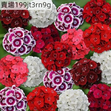 現貨 石竹種子大全（500粒）四季種植 盆栽庭院 花卉易種植 開花快觀賞植物 家庭園藝種子包 陽台庭院四季種 新手易種
