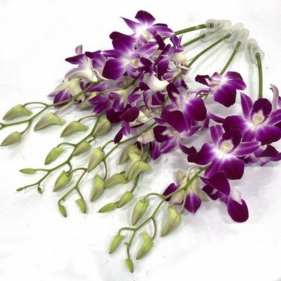 【年中無休】 スプレーカーネーション Sカーネ 5本 切花 生花 切り花 造花ではありません お色おまかせ 【年中無休】 スプレーカーネーション Sカーネ 5本 切花 生花 切り花 造花ではありません お色おまかせ