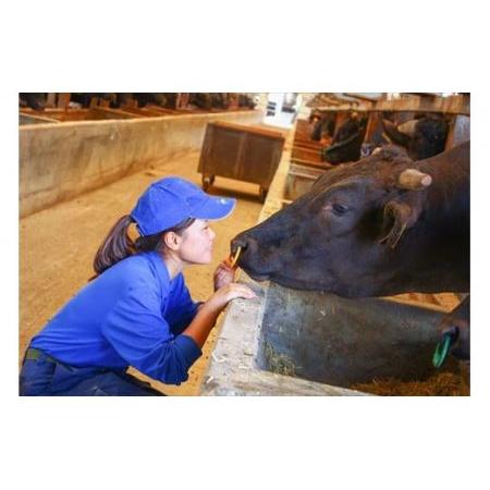 ふるさと納税 和牛すじ煮込み1.4kg 兵庫県丹波市