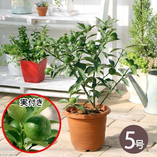 （観葉植物）果樹苗　キンカン　５〜６号（１鉢）　家庭菜園