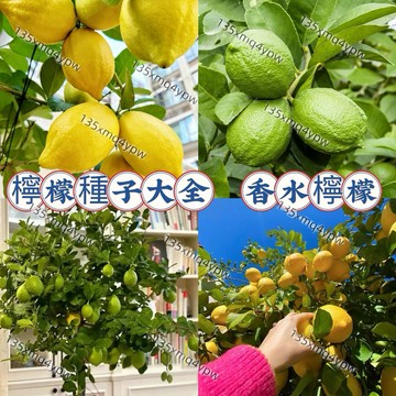 現貨💥檸檬種子 手指檸檬種子 四季黃金檸檬種子  香水檸檬種子 無籽青檸種子台灣無籽香水檸檬  四季種植 新手易種