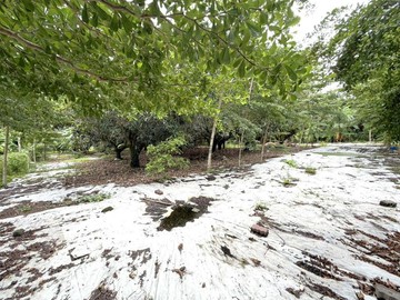 六龜臨台27甲高產芒果農園優質農地｜高雄市六龜區埔仔厝段