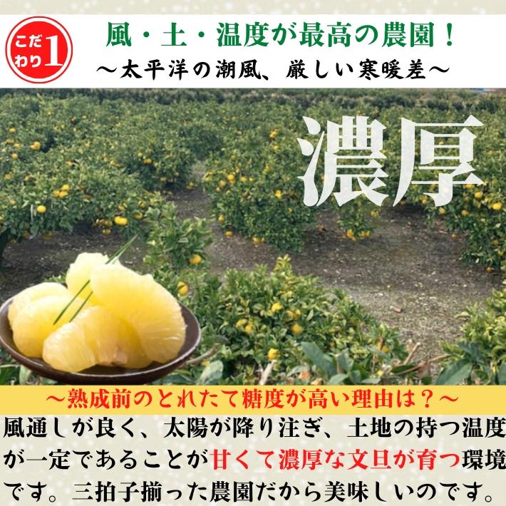 ＼1月中旬発送予約／ 文旦 土佐文旦 糖度12度  高知県産 減農薬 約3kg 贈答用 2L-L パール柑 ブンタン