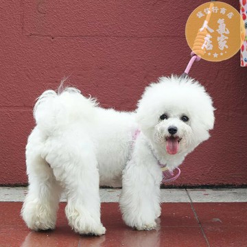 狗狗牽引繩/狗繩/狗鍊 胸背帶背心式狗鍊子小型犬泰迪柯基遛狗可調節狗繩子