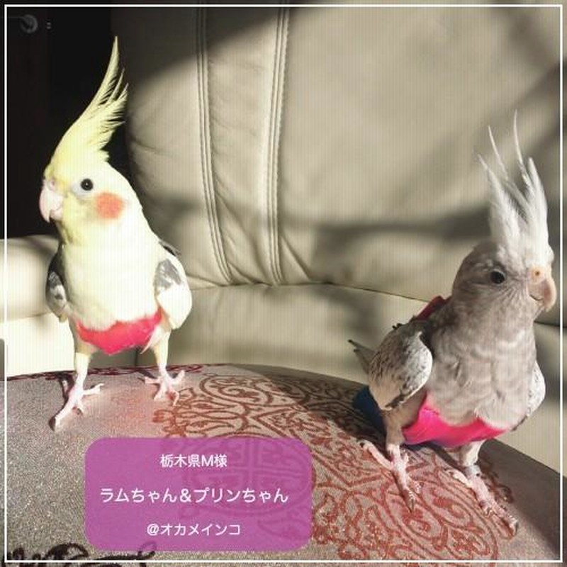 フライトスーツ スモール〜ウロコインコ 小型のオカメインコ | LINE