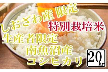 特別栽培 しおざわ産限定 生産者限定 南魚沼産コシヒカリ