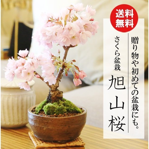 桜盆栽：一才桜盆栽（信楽焼鉢）*(2023年春開花予定) あすつく鉢植え 和 お花見 誕生日 祝 旭山桜 プレゼントにもbonsai 通販  LINEポイント最大0.5%GET | LINEショッピング