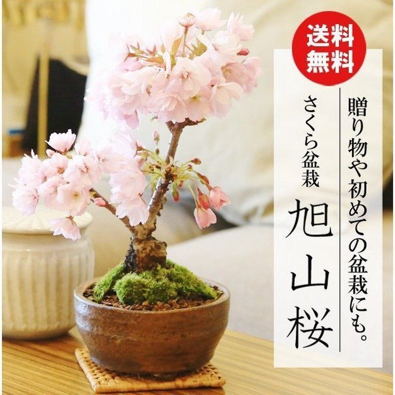 桜盆栽 一才桜盆栽 信楽焼鉢 23年春開花予定 あすつく鉢植え 和 お花見 誕生日 祝 旭山桜 プレゼントにもbonsai 通販 Lineポイント最大0 5 Get Lineショッピング