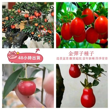 12h出貨  微型觀景柿子種子新採金彈子 血紅果 老鴉柿子樹種子 葫蘆果珍珠型盆栽盆景種子 四季種植