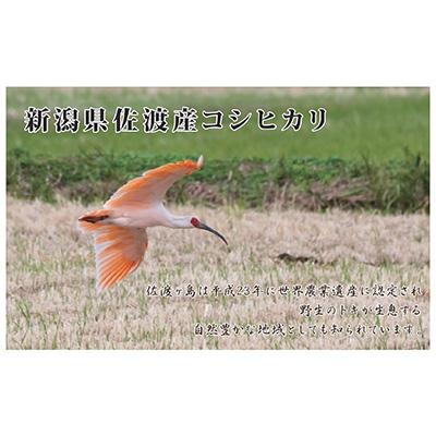 ふるさと納税 新潟県 食味鑑定コンクール金賞　新潟県佐渡産コシヒカリ　5kg×1袋全3回