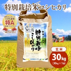 令和5年産|新潟上越三和|特別栽培米コシヒカリ(従来種)30kg(30kg×1)玄米