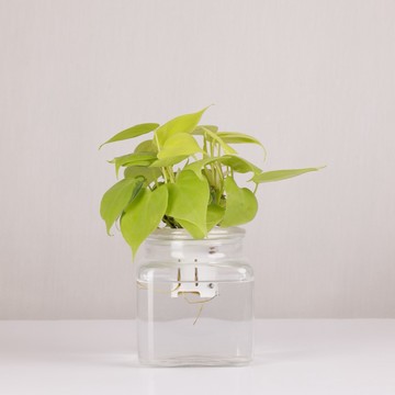 【1%植物關鍵】蔓綠絨驅蟲噴霧組 (快速出貨)(水培 植物養分 肥料 營養 盆栽觀葉 養葉 施肥 營養劑 營養液 室內居家種植 健康 多肉 送禮)