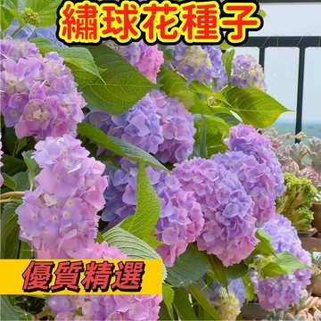 🌺【台灣現貨-隔日達】（爆盆繡球花種子）無盡夏繡球花種子多年生家庭盆栽庭院  四季開花 易養活 七彩繡球花種子 限時特惠