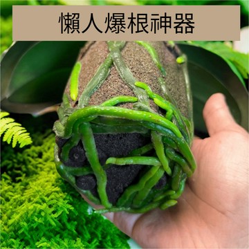 懶人爆根神器｜斑啾植選｜蝴蝶蘭介質｜花燭火鶴介質｜蘭花｜水培植物｜無土栽培｜碳棉｜炭棉｜水苔水草參考