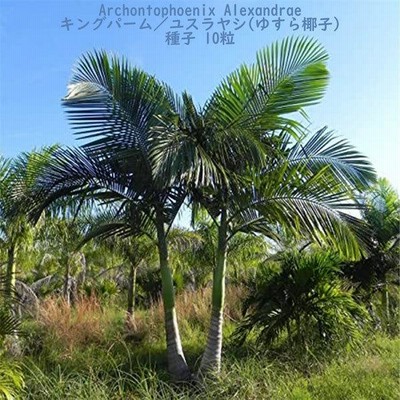 観葉植物 種子 種 Archontophoenix Alexandrae キングパーム ユスラヤシ ゆすら椰子 ヤシ科 ユスラヤシ属 常緑高木  種子10粒 | LINEブランドカタログ