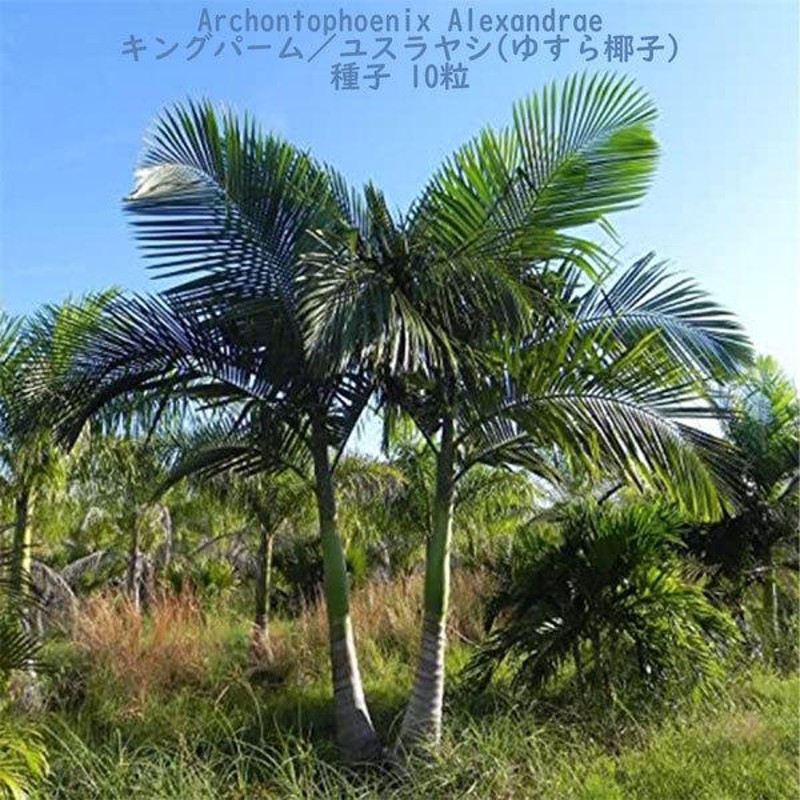 観葉植物 種子 種 Archontophoenix Alexandrae キングパーム