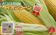 象もろこし（ライオンコーン）　大きいサイズのトウモロコシ　480ｇ以上8本入り(2024年8月下旬～発送開始予定)