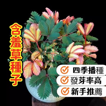 【現貨現發】含羞草種子 四季播種 彩葉含羞草 盆栽花種籽子  室內外易活 花卉綠植物 陽臺辦公盆栽  發芽率高 花卉種子