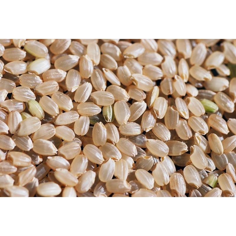 令和5年産  北川辺 大利根産 コシヒカリ 玄米1ｋｇ 特栽減減  残留農薬ゼロ 新米