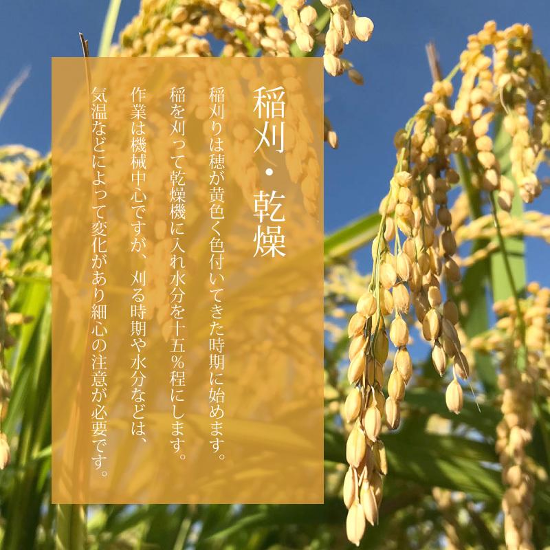新潟県産コシヒカリ 新米 白米 令和5年産 5kg 精米