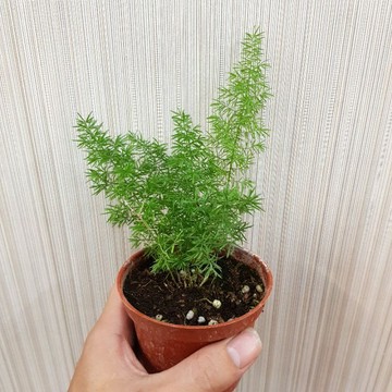 P老闆園藝~武竹 3吋盆 5吋盆 觀葉植物
