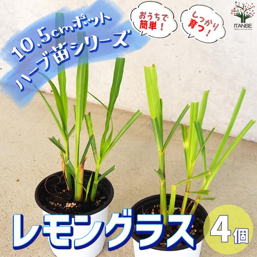 ハーブ苗 レモングラス ラベンダーの苗 herb ハーブ ガーデニング 家庭菜園