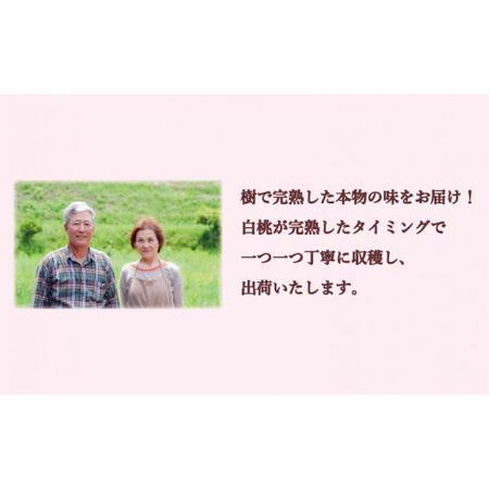 ふるさと納税 岡山県備前市産の白桃　味くらべセット　約2kg（7〜9玉入）×4回発送 岡山県備前市