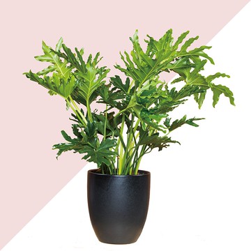 居家植物 － 2棵植物套組任選  開幕賀禮 禮物