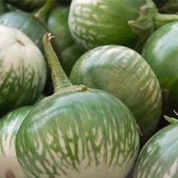 綠色家園|台灣現貨現發  多款茄子種子 圓茄  紫茄 四季易種 高產品種 家庭園藝陽臺種植  盆栽蔬菜種子 發芽高達99