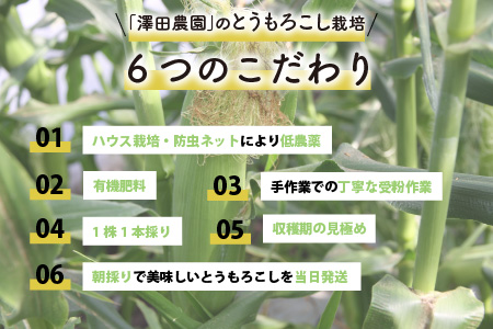 秋とうもろこし 黄色 白色 計10本 おおもの 朝採り ／ 期間限定 数量限定 ハウス栽培 産地直送 甘い ミックス スイートコーン 白い とうもろこし ホワイトコーン 野菜 あわら ※2024年10月10日より順次発送