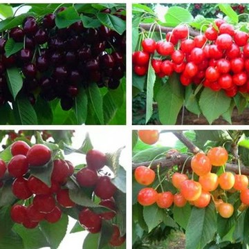 🍒特色櫻桃種子｜果大多汁口感佳 四季栽種 盆栽地栽均可 當年結果園藝水果種籽