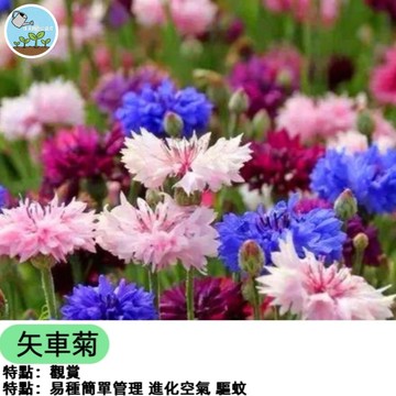 🌼【德國國寶級花卉】矢車菊種子 藍色粉紫色混色 切花之王 蜜源植物 耐寒耐旱 陽台庭院栽培 開花機器 新手推薦 四季開花