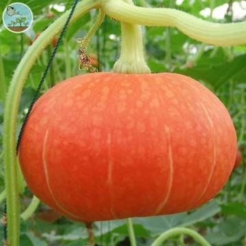 🎃【栗子口感！超鬆Q】紅板栗南瓜種子 日本品種 小果型 栗香濃郁 陽台頂樓可種 家庭菜園必種 高產易種 栗南瓜 台灣現貨