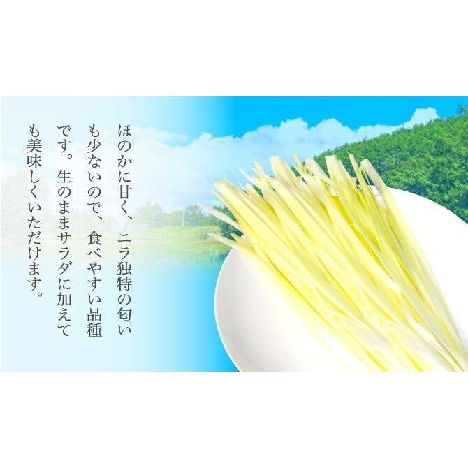 岡山県特産 超高級食材 黄ニラ 秀品 約500g(約50g×10束) にら 韮