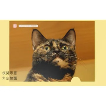 《躲貓貓》2023年年曆系列單層式L夾／相思(玳瑁)【臺北市流浪貓保護協會】 TAAZE讀冊生活