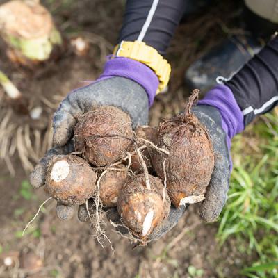 ふるさと納税 四万十町 四万十町産「土付きさといも」2.5kg