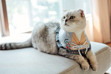 和服領巾 貓狗適用 可自選花色