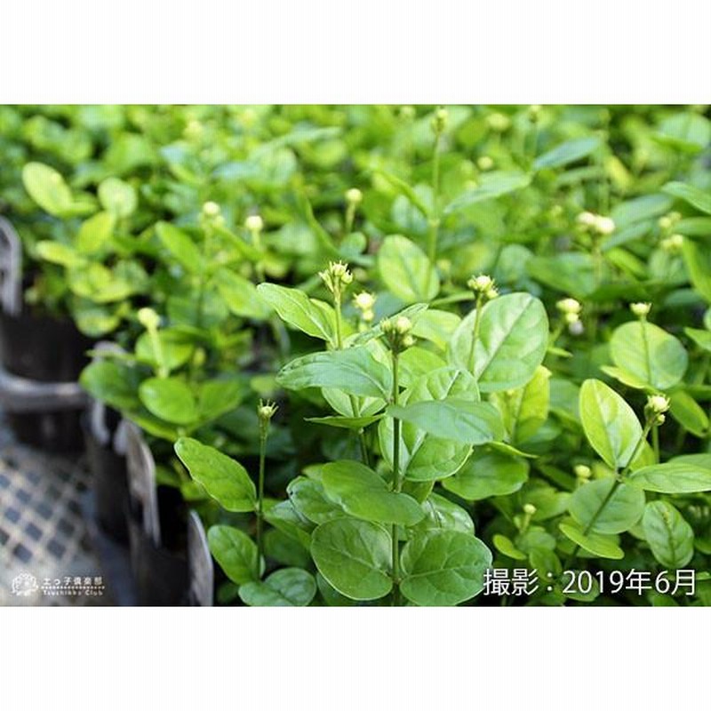 バラ咲き ジャスミン 9cmポット苗 八重咲き マツリカ ピカケ アラビアンジャスミン 通販 Lineポイント最大0 5 Get Lineショッピング