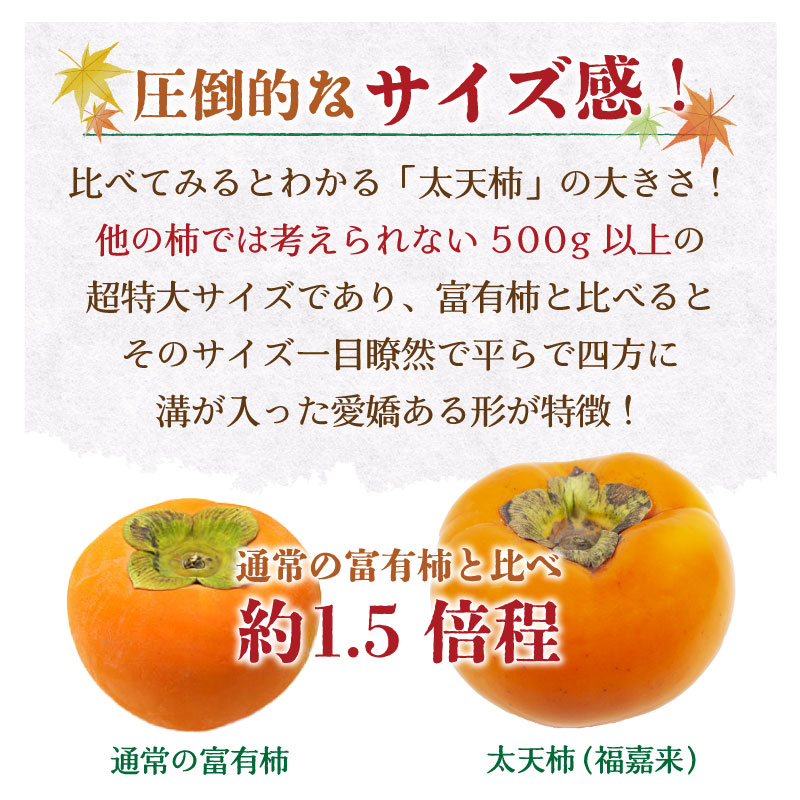 [予約 2023年11月1日-11月30日の納品] 太天柿 福嘉来 約 3.5kg 5-8玉 ふくがき 化粧箱 愛媛県産 甘柿 化粧箱 柿 冬ギフト お歳暮 御歳暮