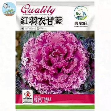 【原廠包裝】紅羽衣甘藍種子（Red Ornamental Cabbage）100粒裝 可食用盆栽 觀葉蔬菜 超級食物
