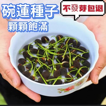💥【優選碗蓮種子】荷花種子 蓮花種子 睡蓮種子全網最多品種荷花 四季播種 水生植物 花盆水耕植物水培盆栽桌面轉運盆栽